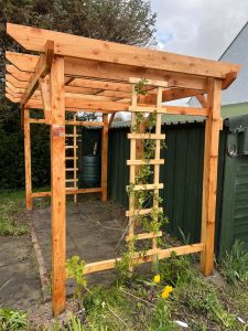Larch Pergola